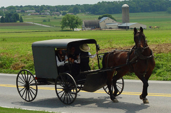 Amish Horse and Buggy